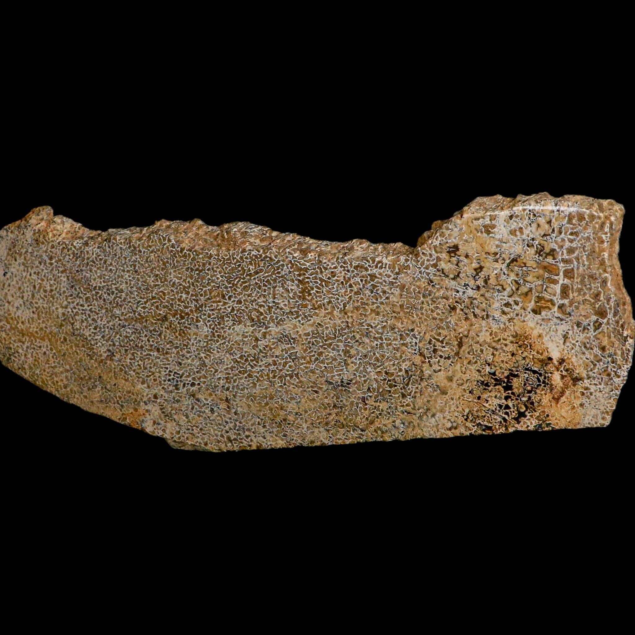 8.1" Fossil Dinosaur Gem Bone Cut Polished Slab Agatized Dinosaur Bone Morocco