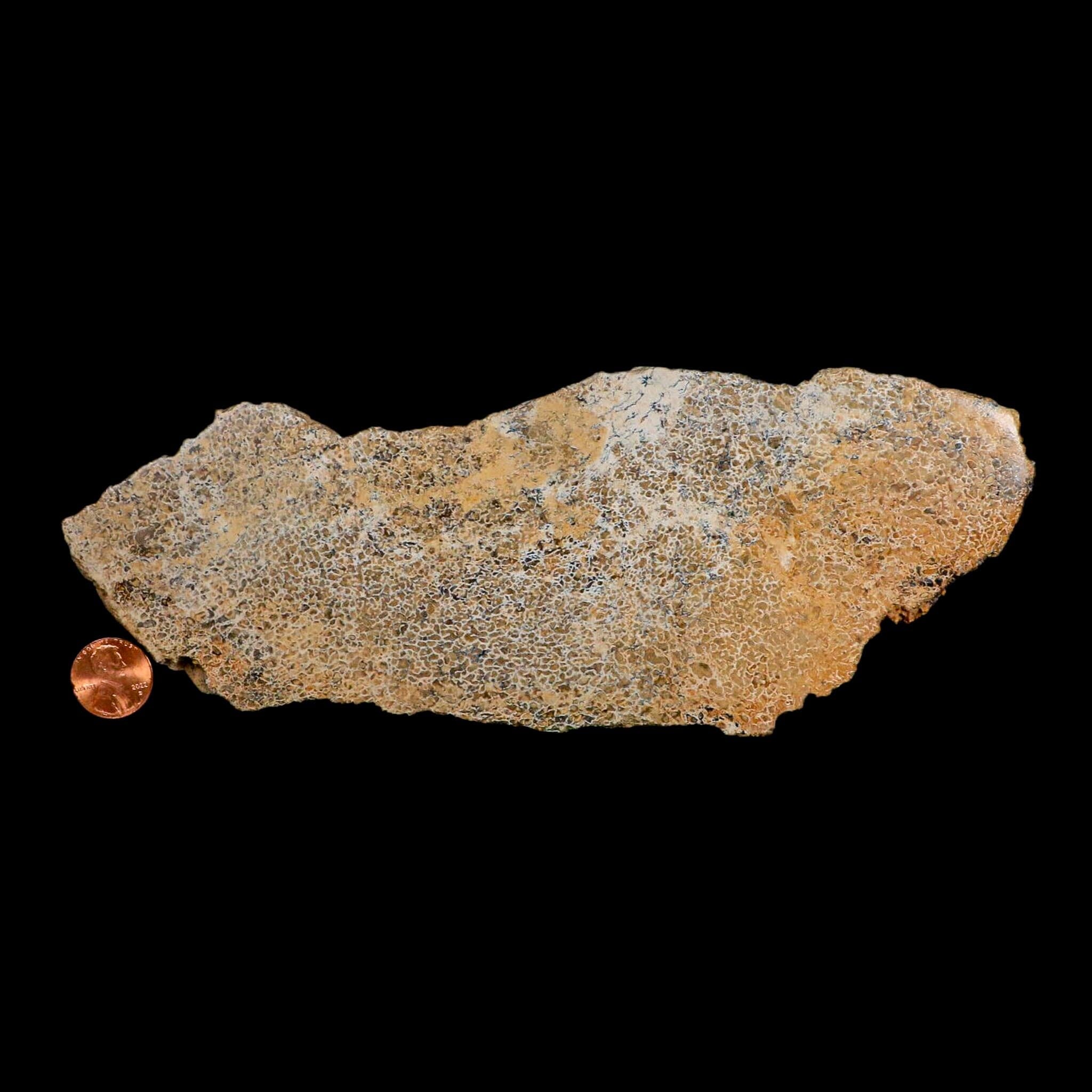8.5" Fossil Dinosaur Gem Bone Cut Polished Slab Agatized Dinosaur Bone Morocco