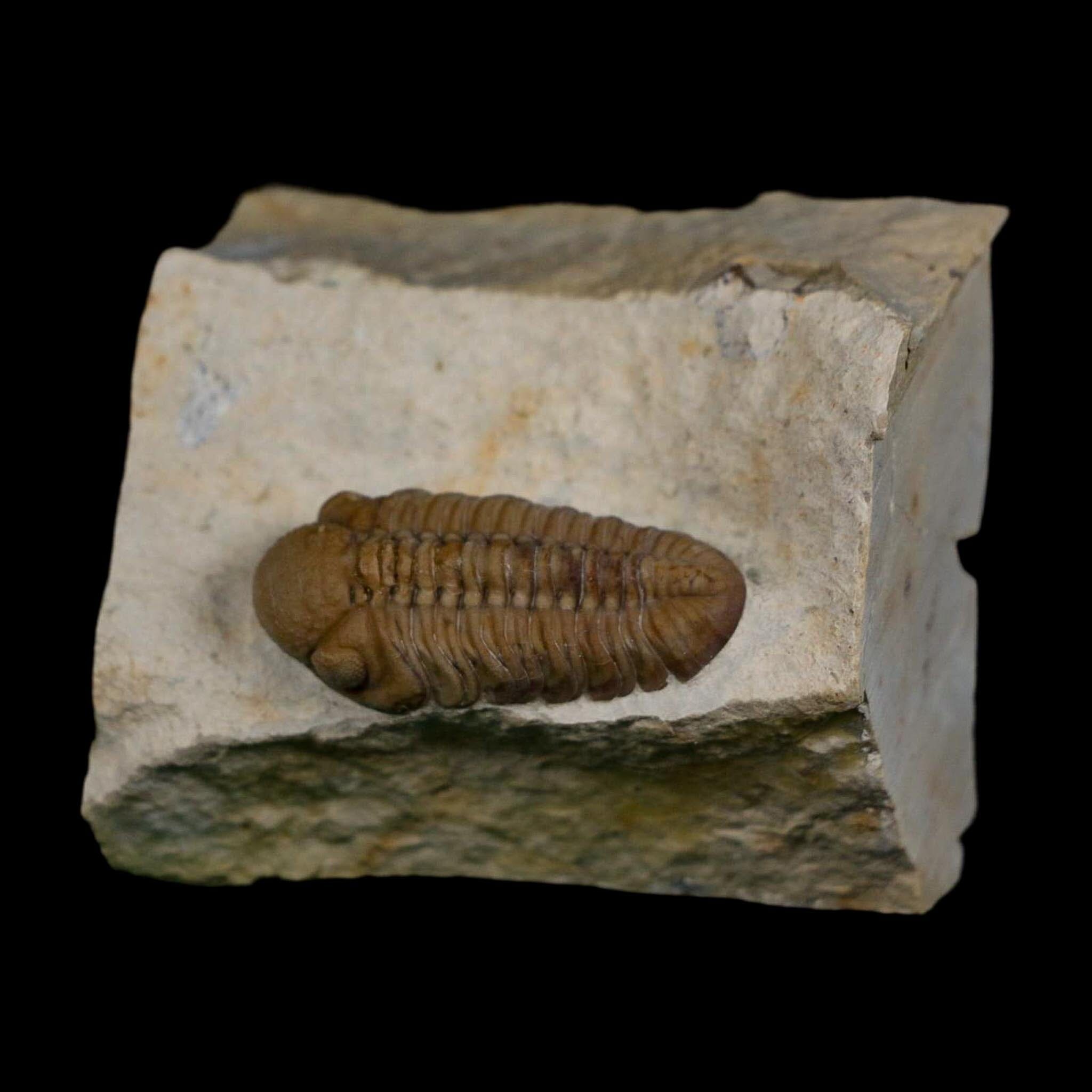 1.2" Kainops Raymodi Trilobite Fossil In Matrix Compound eyes Black Cat Mountain OK - Fossil Age Minerals