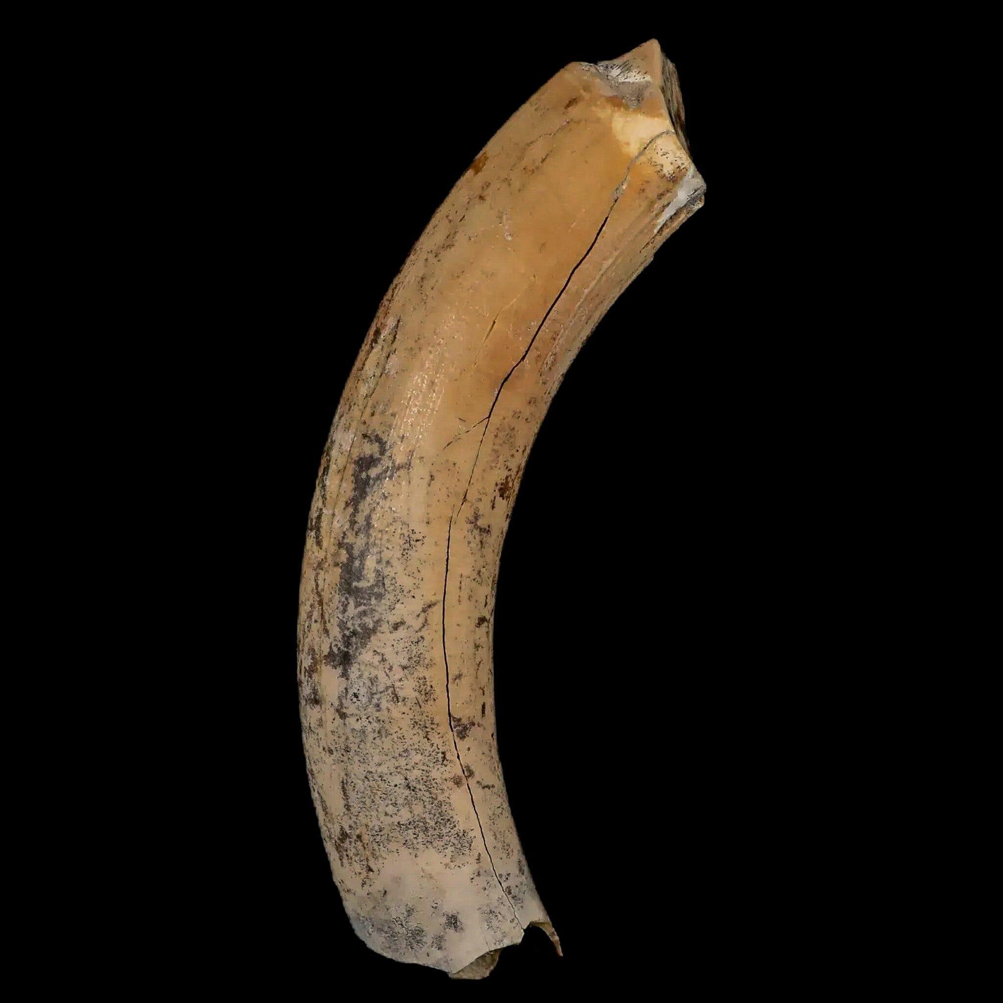 3.4" Giant Ground Sloth Lestodon Armatus Fossil Tooth Pleistocene Epoch South America - Fossil Age Minerals