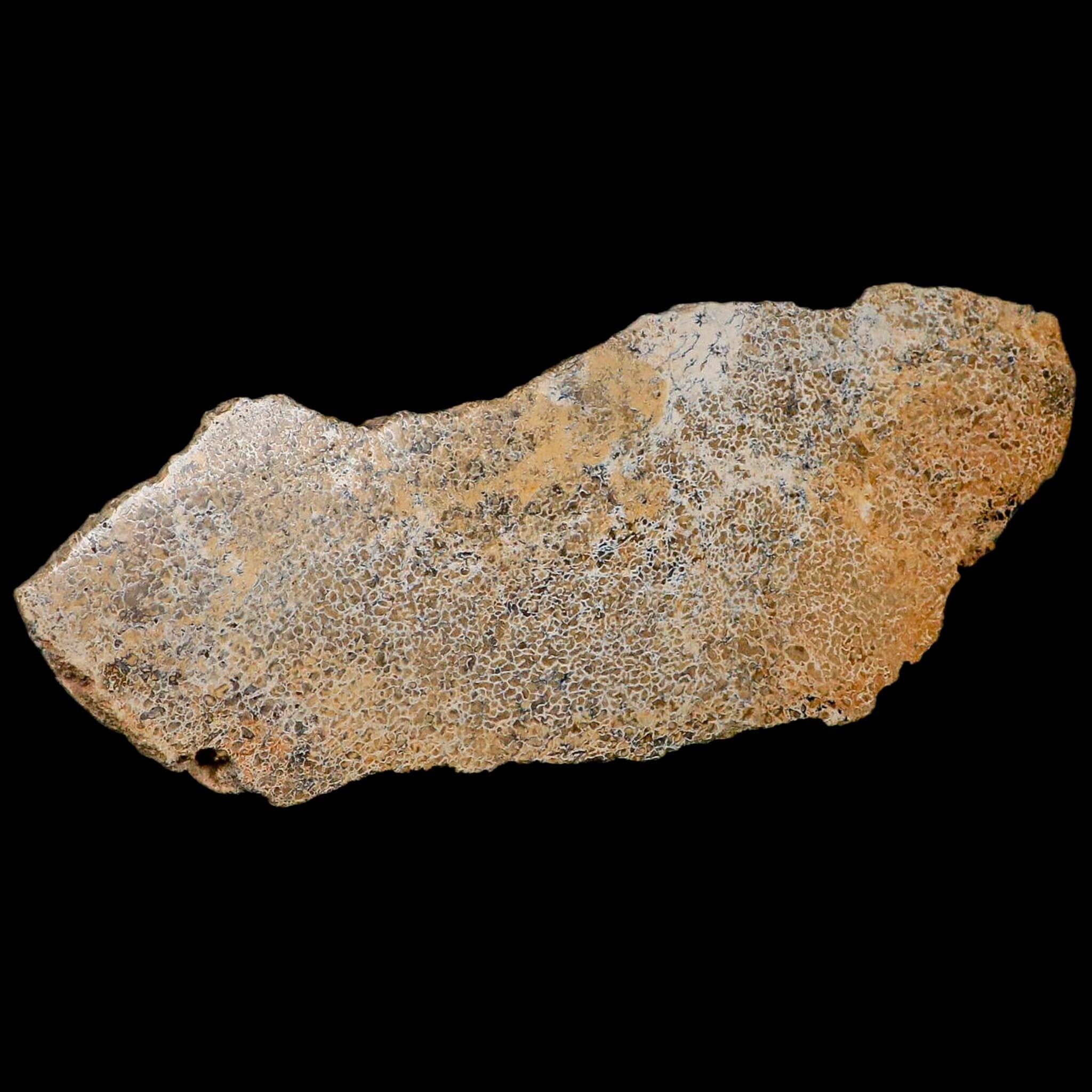 8.5" Fossil Dinosaur Gem Bone Cut Polished Slab Agatized Dinosaur Bone Morocco