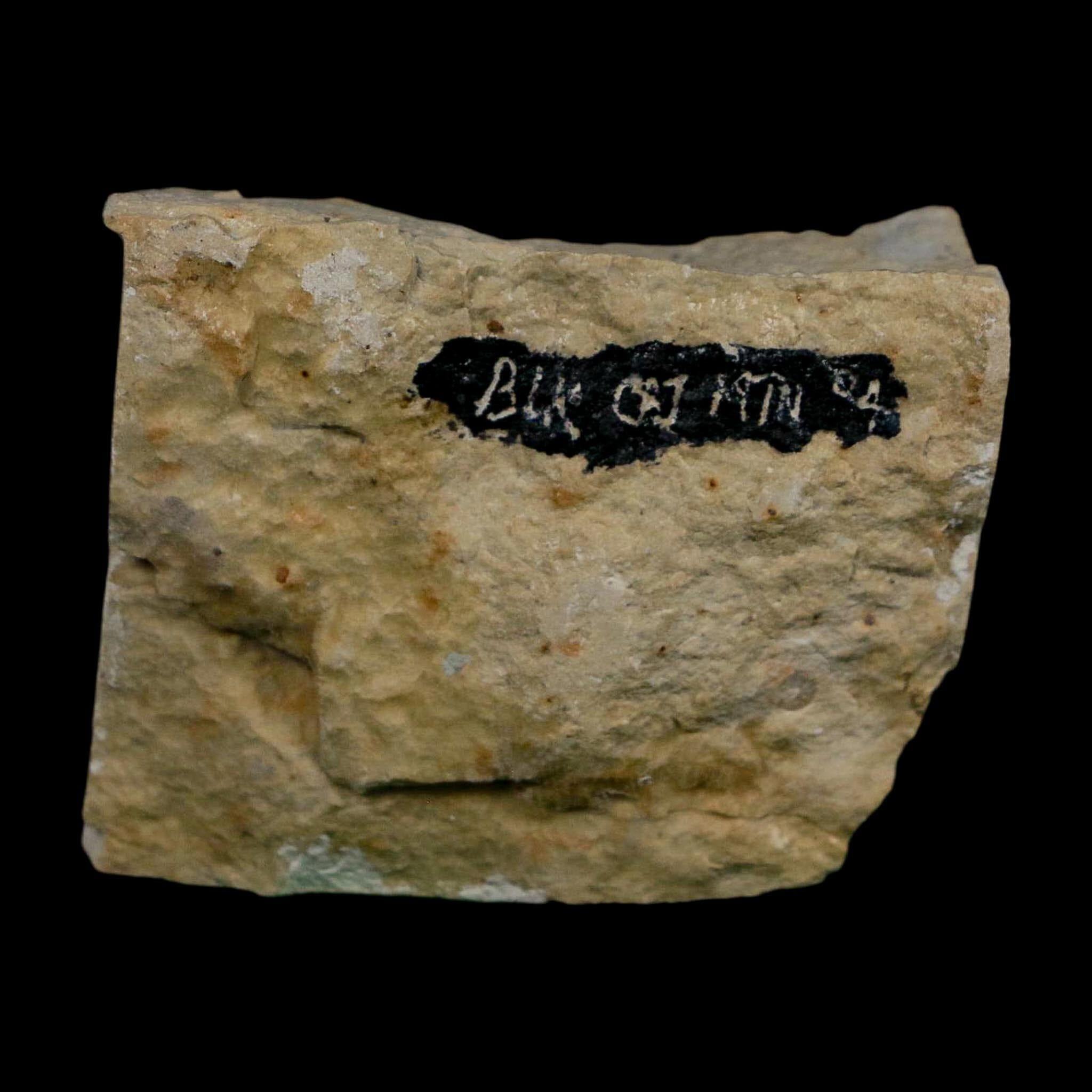 1.2" Kainops Raymodi Trilobite Fossil In Matrix Compound eyes Black Cat Mountain OK - Fossil Age Minerals