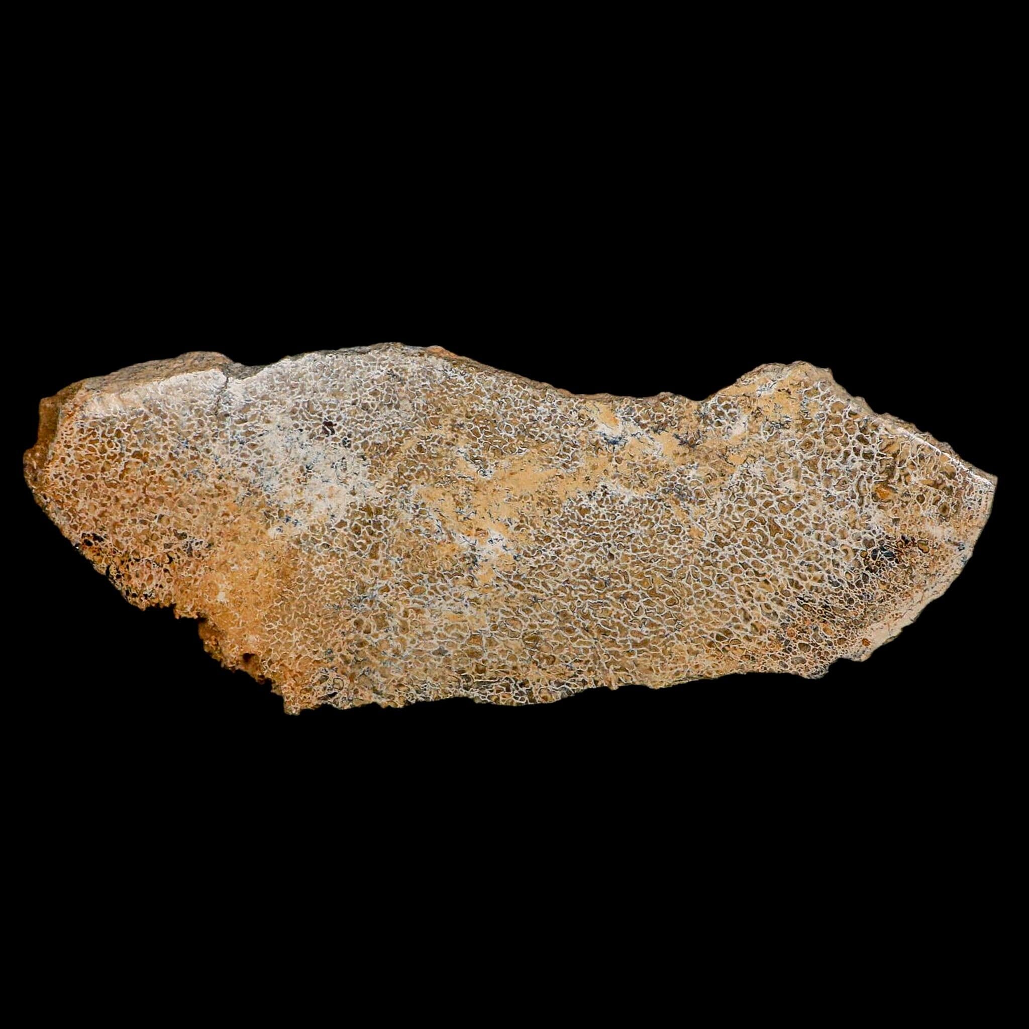 8.5" Fossil Dinosaur Gem Bone Cut Polished Slab Agatized Dinosaur Bone Morocco