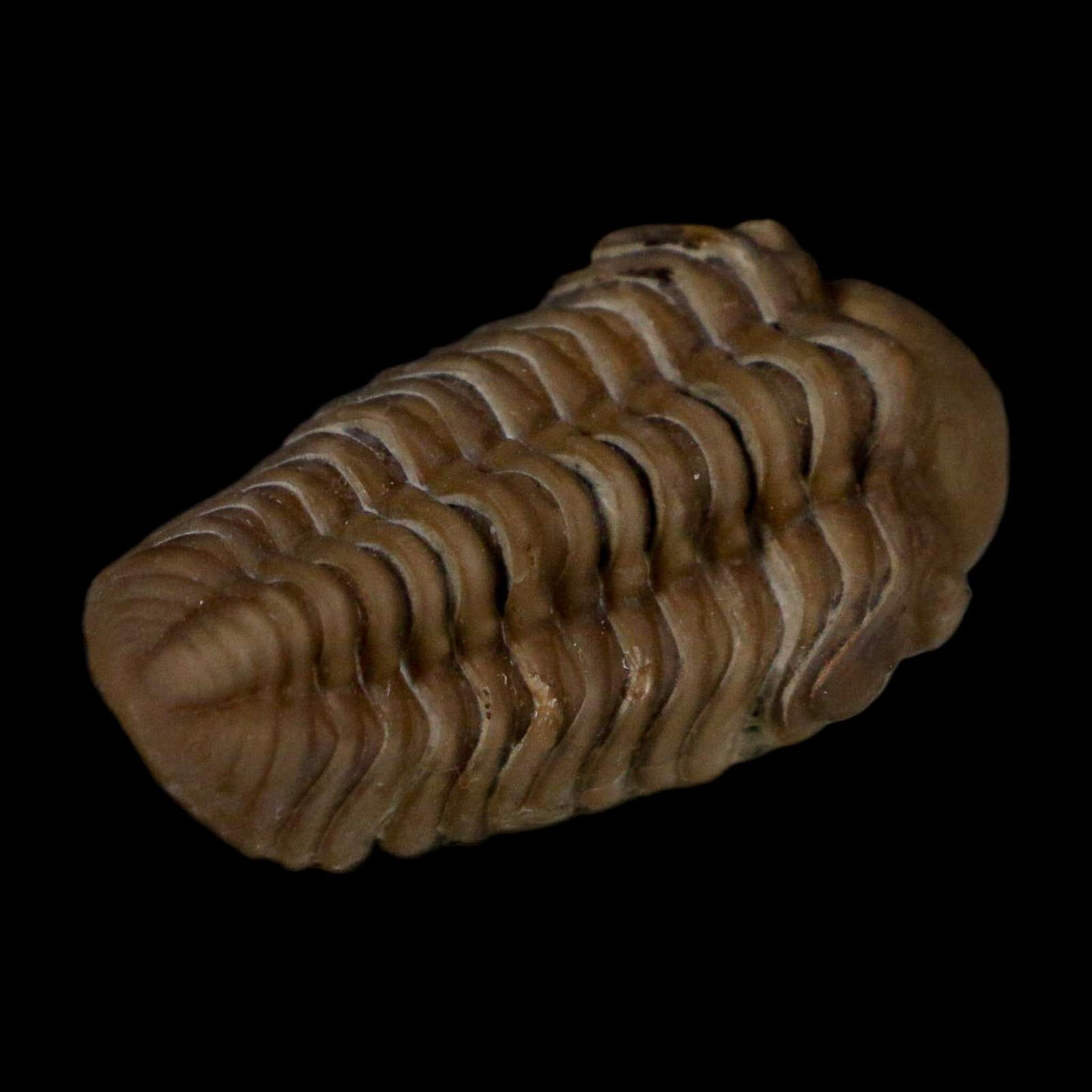 1.1" Kainops Raymodi Trilobite Fossil In Matrix Compound eyes Black Cat Mountain OK - Fossil Age Minerals