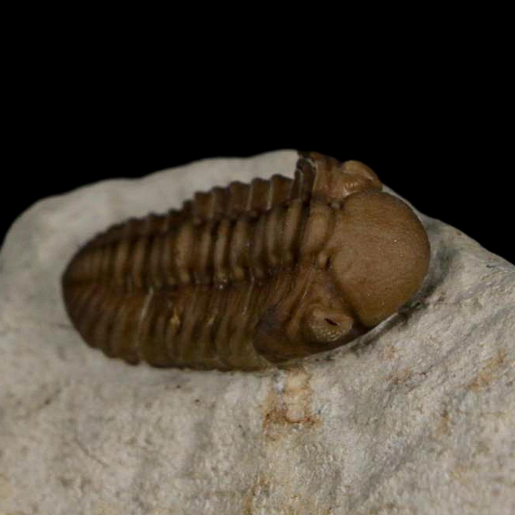 1.1" Kainops Raymodi Trilobite Fossil In Matrix Compound eyes Black Cat Mountain OK - Fossil Age Minerals