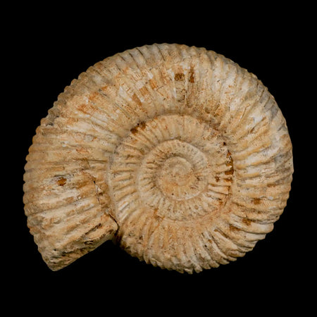 86MM Perisphinctes Ammonite Fossil Nautilus Madagascar Jurassic Age COA