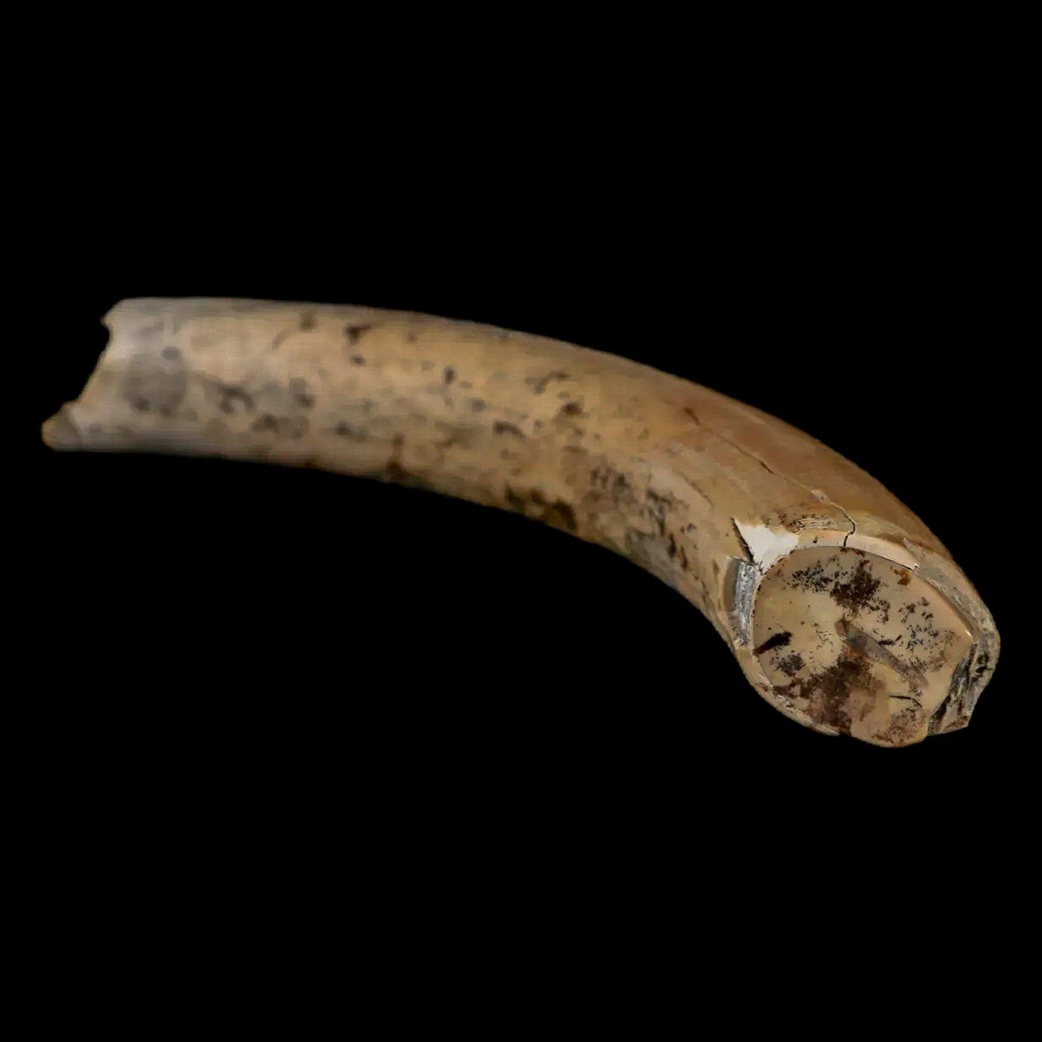 3.4" Giant Ground Sloth Lestodon Armatus Fossil Tooth Pleistocene Epoch South America - Fossil Age Minerals