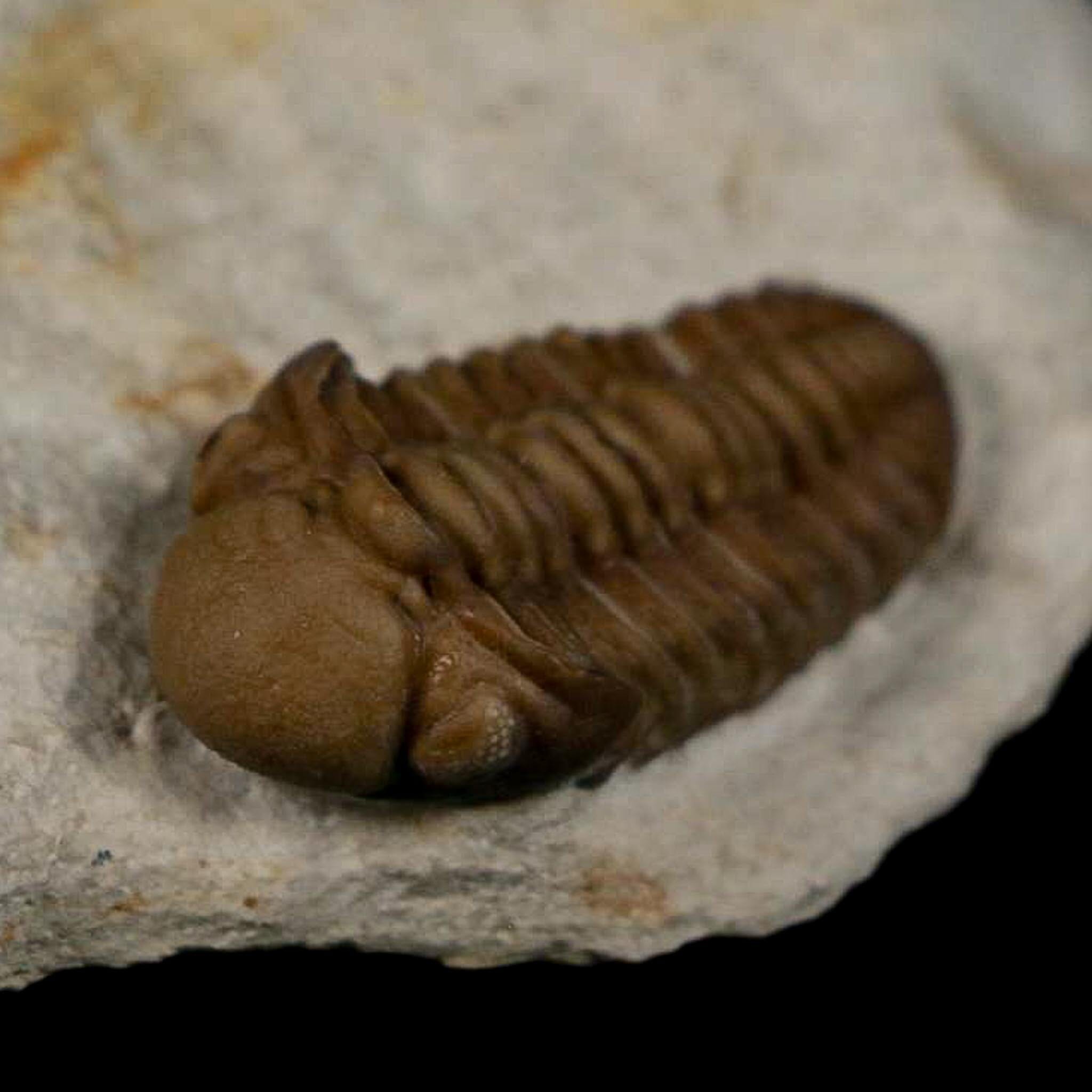 1.1" Kainops Raymodi Trilobite Fossil In Matrix Compound eyes Black Cat Mountain OK - Fossil Age Minerals