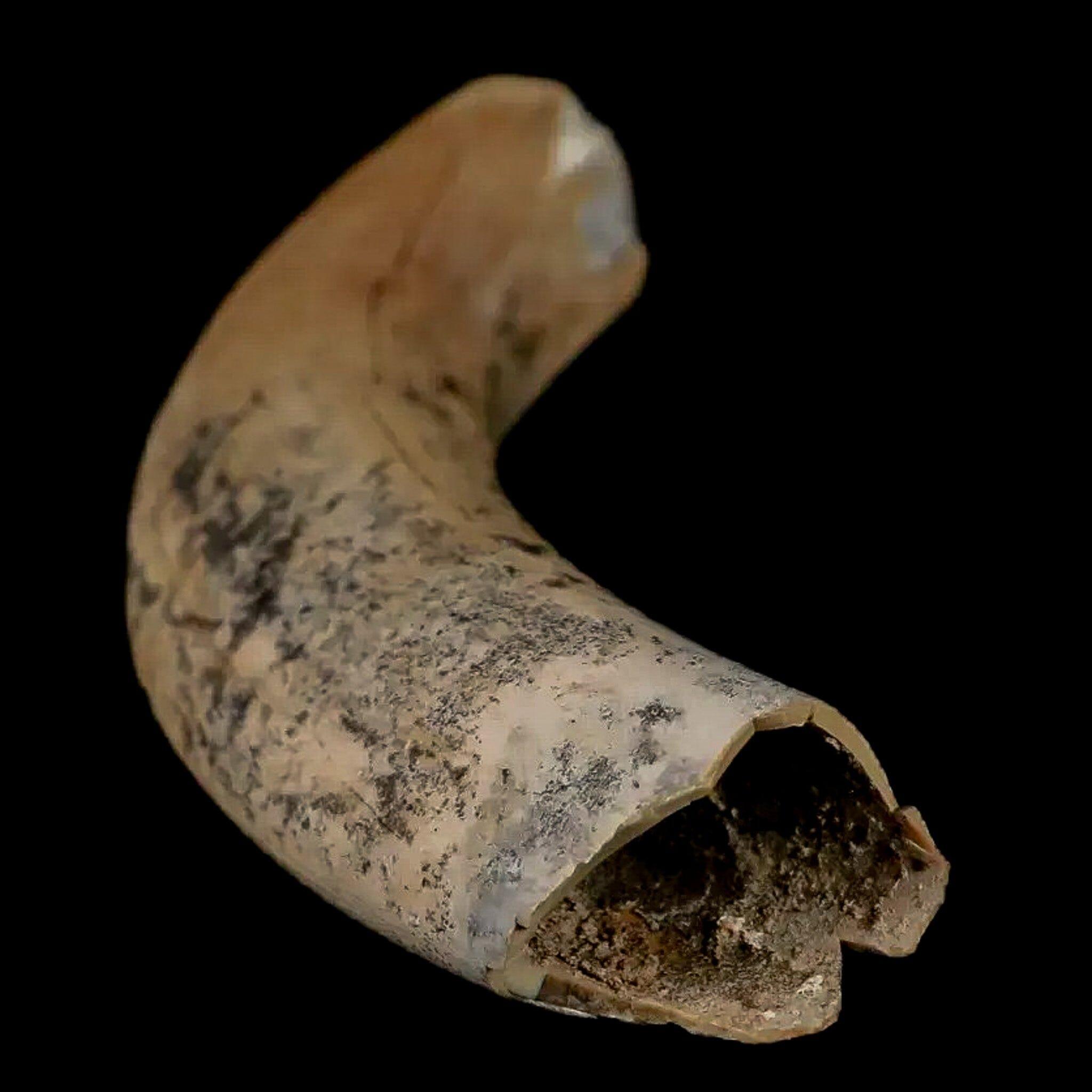 3.4" Giant Ground Sloth Lestodon Armatus Fossil Tooth Pleistocene Epoch South America - Fossil Age Minerals