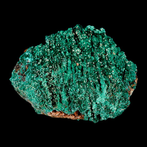 4" Dark Green Malachite Crystals On Barite Blades Mineral Specimen Tiznit Morocco - Fossil Age Minerals