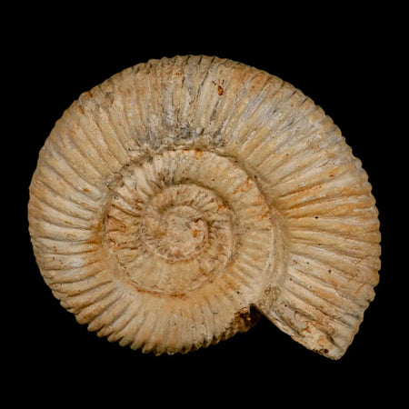 86MM Perisphinctes Ammonite Fossil Nautilus Madagascar Jurassic Age COA