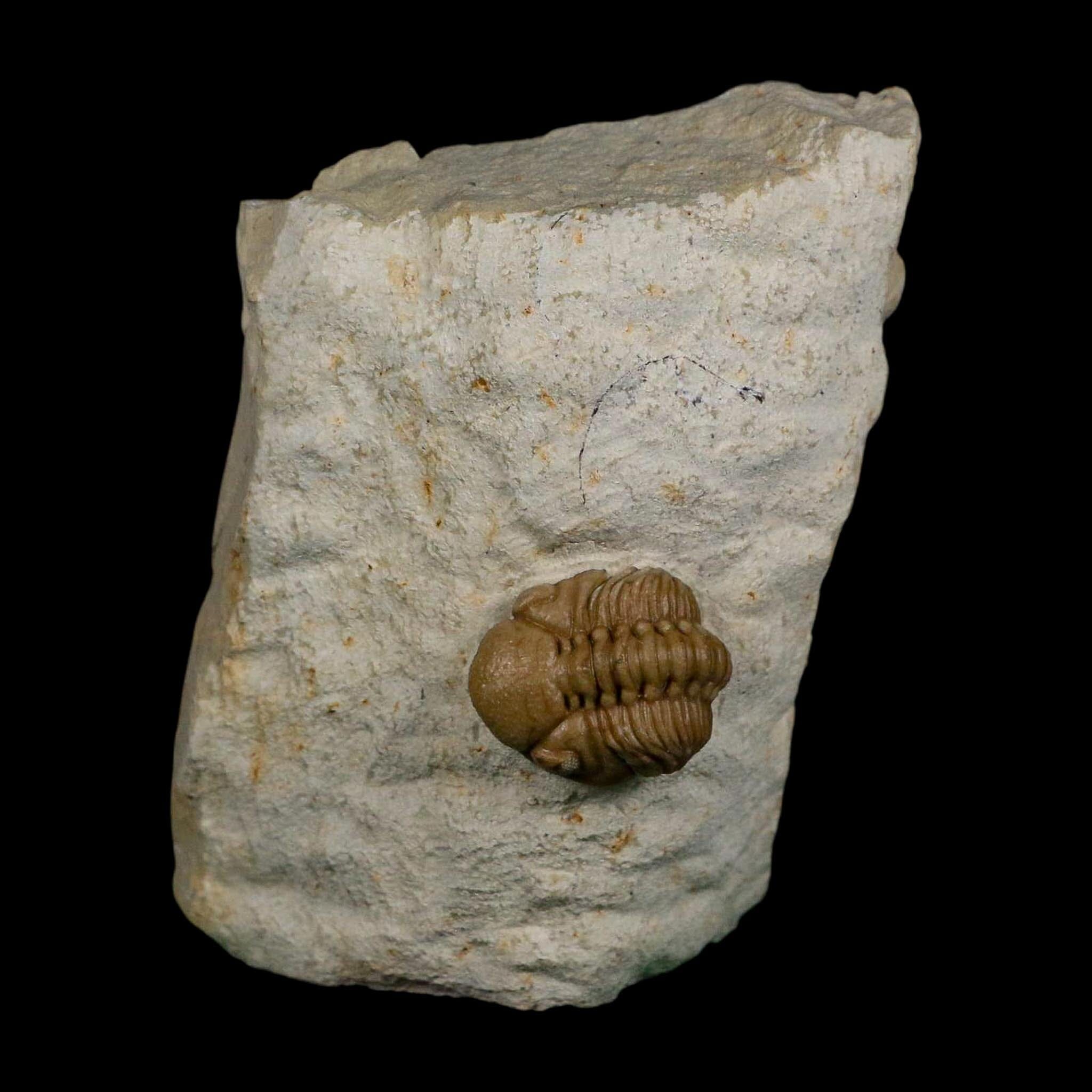 0.8" Kainops Raymodi Trilobite Fossil In Matrix Compound eyes Black Cat Mountain OK - Fossil Age Minerals