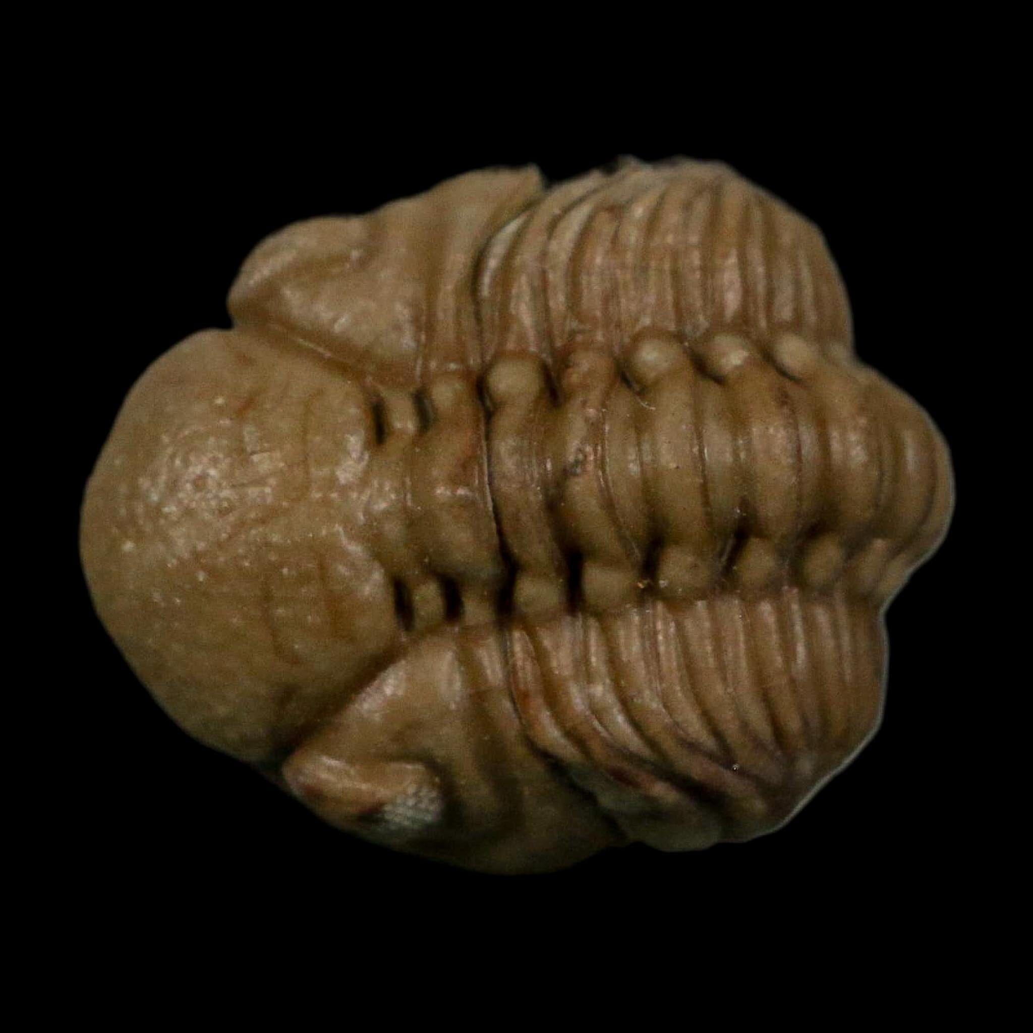 0.8" Kainops Raymodi Trilobite Fossil In Matrix Compound eyes Black Cat Mountain OK - Fossil Age Minerals