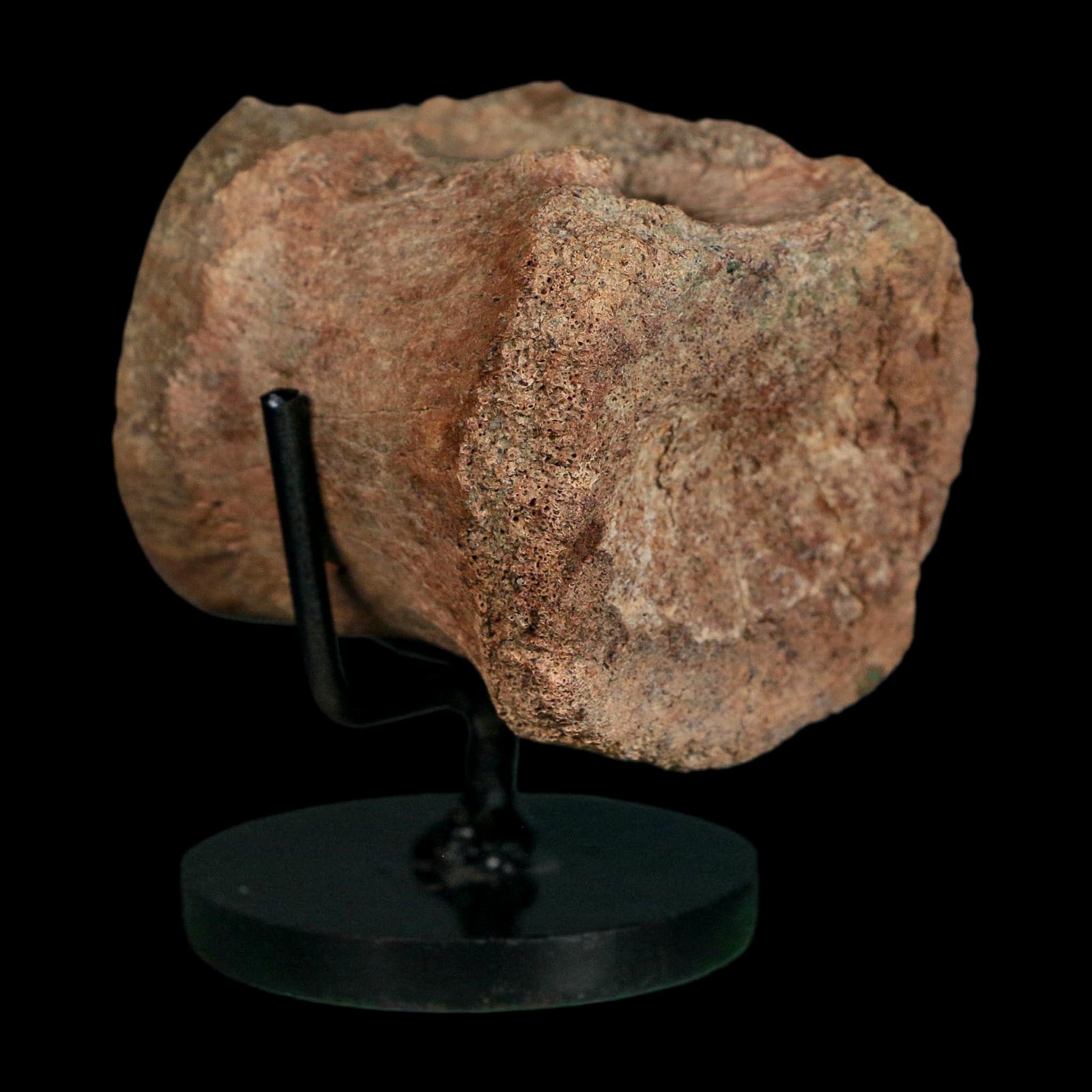 2.1" Brachylophosaurus Fossil Vertebrae Cretaceous Dinosaur Judith River FM MT COA
