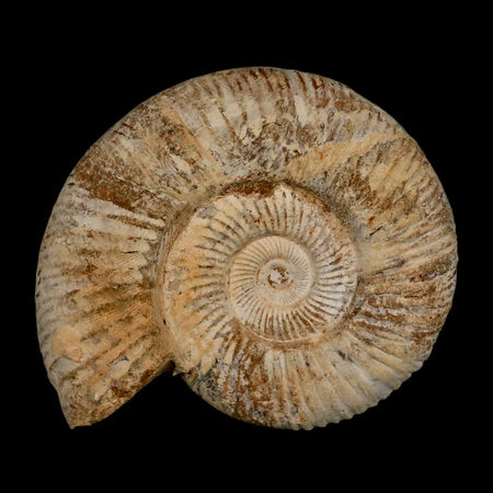 90MM Perisphinctes Ammonite Fossil Nautilus Madagascar Jurassic Age COA
