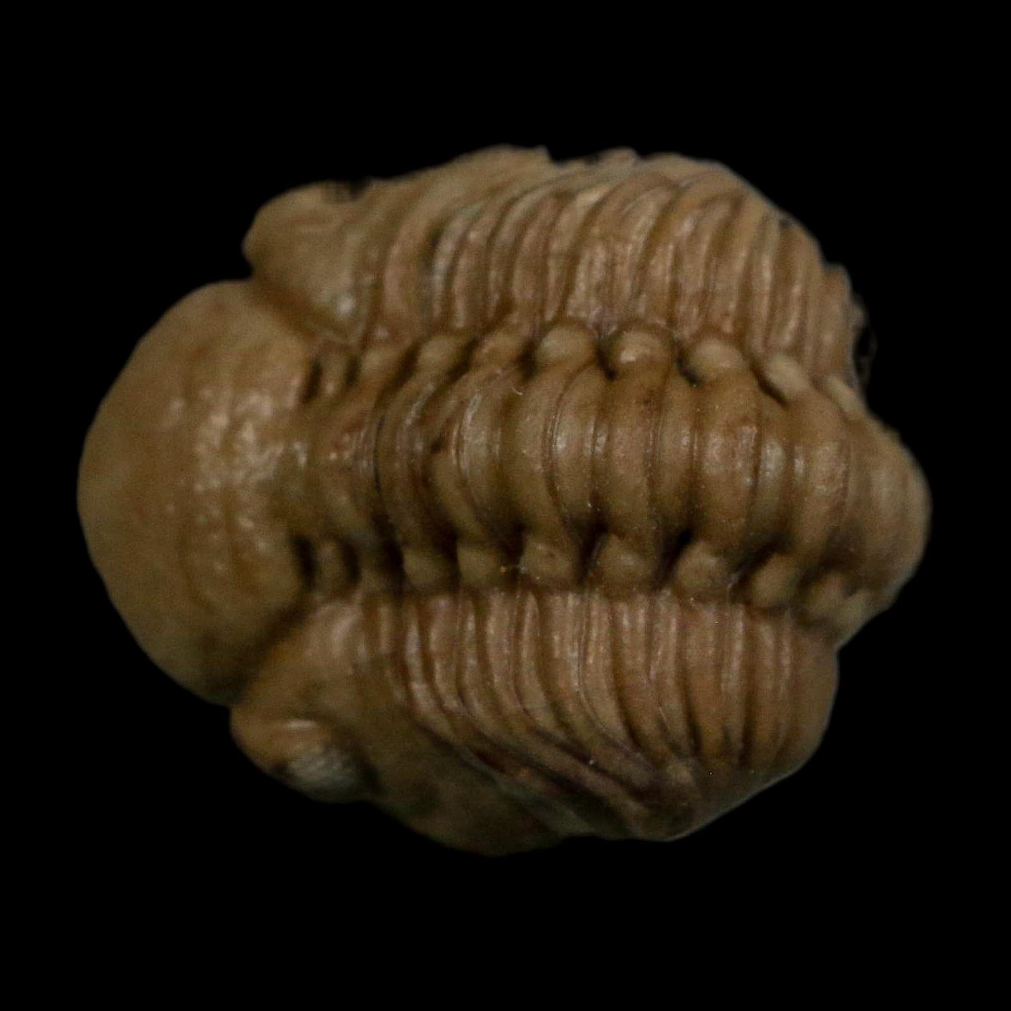 0.8" Kainops Raymodi Trilobite Fossil In Matrix Compound eyes Black Cat Mountain OK - Fossil Age Minerals