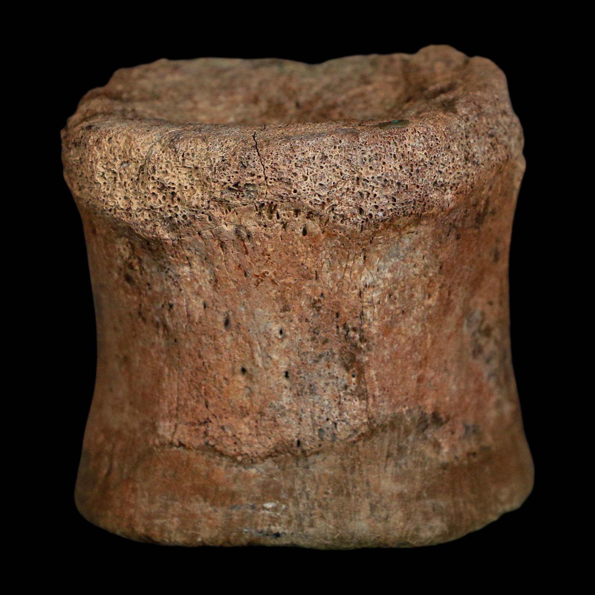 2.1" Brachylophosaurus Fossil Vertebrae Cretaceous Dinosaur Judith River FM MT COA