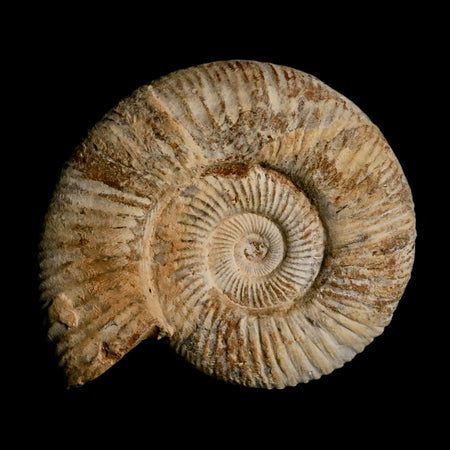 90MM Perisphinctes Ammonite Fossil Nautilus Madagascar Jurassic Age COA