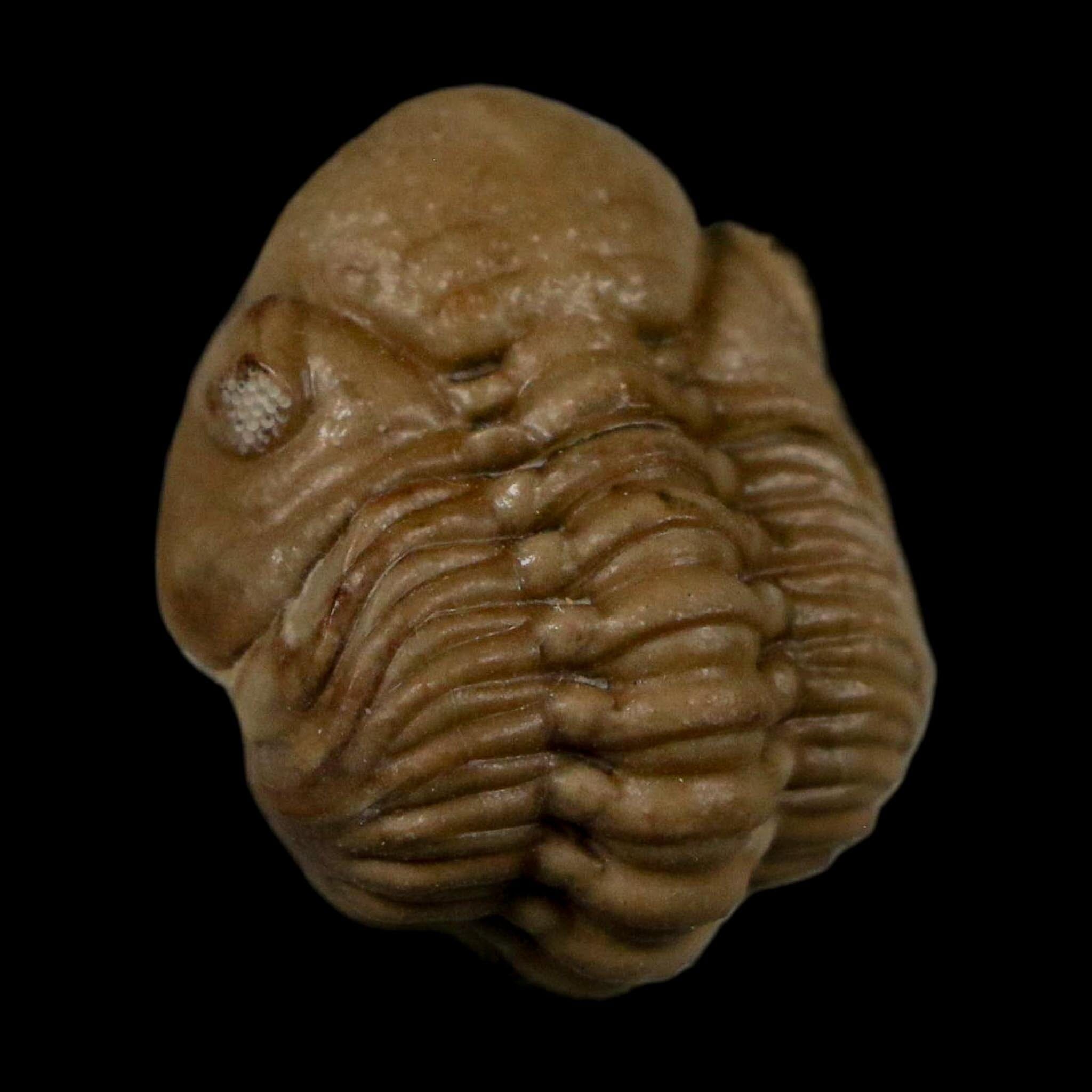 0.8" Kainops Raymodi Trilobite Fossil In Matrix Compound eyes Black Cat Mountain OK - Fossil Age Minerals
