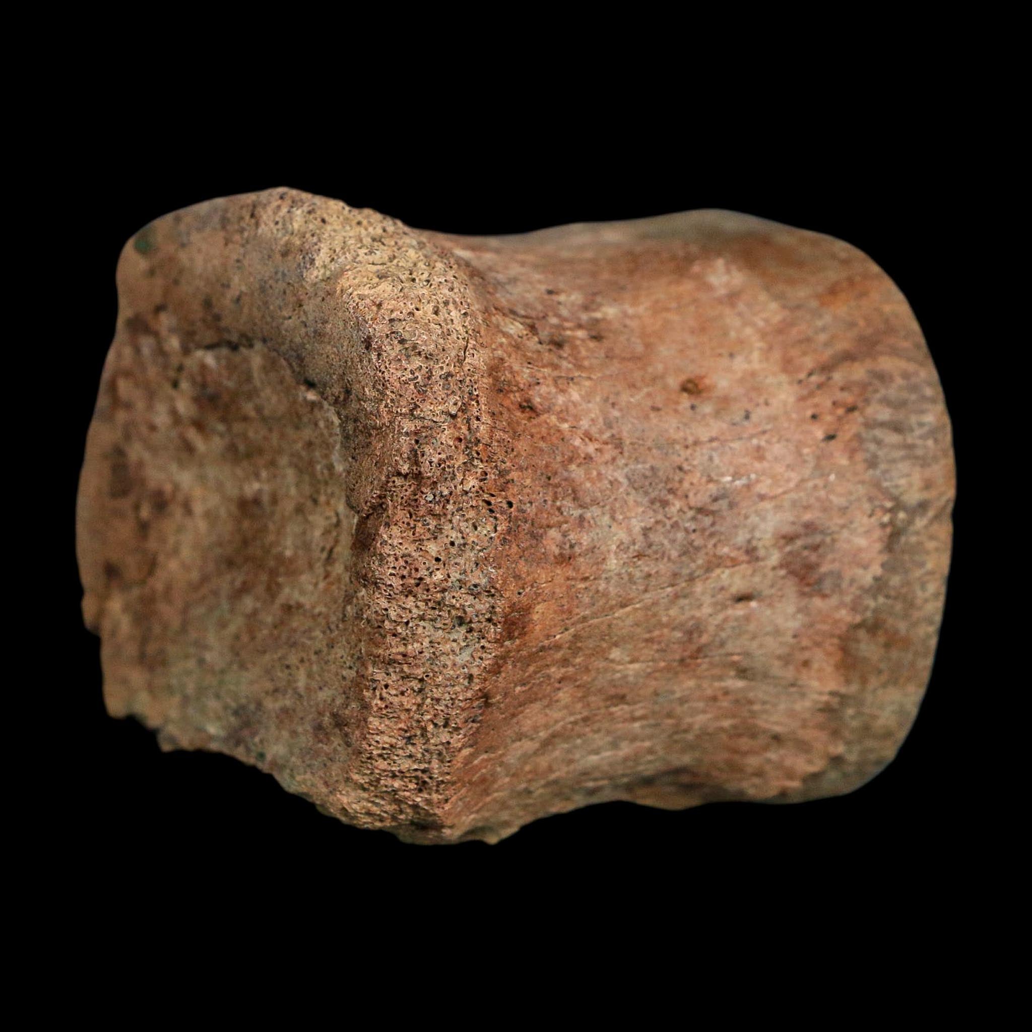 2.1" Brachylophosaurus Fossil Vertebrae Cretaceous Dinosaur Judith River FM MT COA