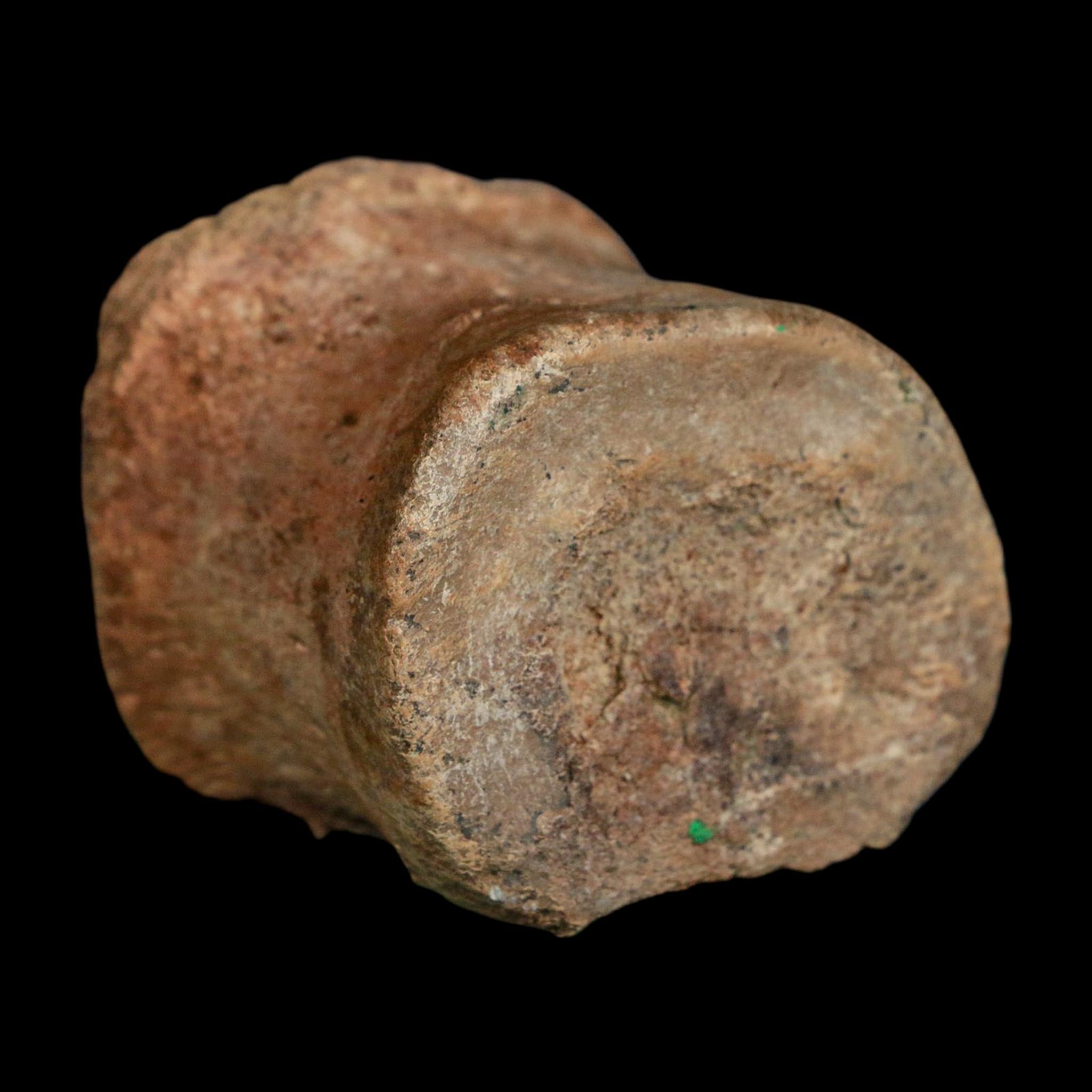2.1" Brachylophosaurus Fossil Vertebrae Cretaceous Dinosaur Judith River FM MT COA