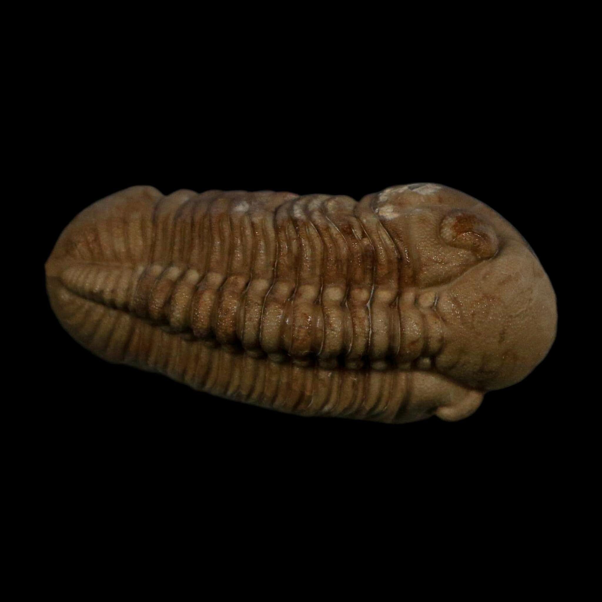1.7" Kainops Raymodi Trilobite Fossil In Matrix Compound eyes Black Cat Mountain OK - Fossil Age Minerals