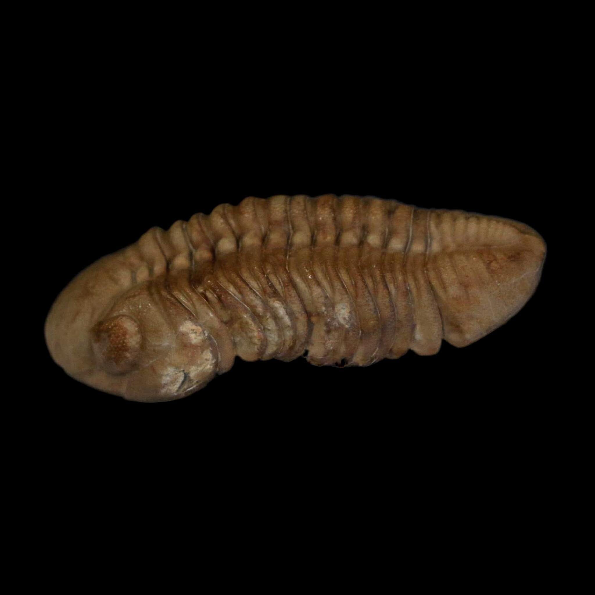 1.7" Kainops Raymodi Trilobite Fossil In Matrix Compound eyes Black Cat Mountain OK - Fossil Age Minerals