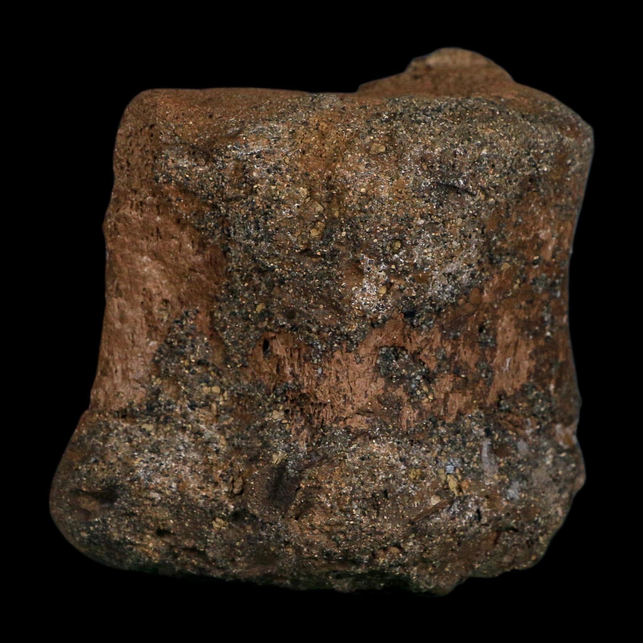 3.4" Edmontosaurus Fossil Vertebrae Hell Creek FM Cretaceous Dinosaur MT COA Stand