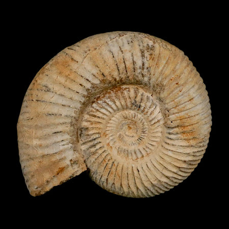 87MM Perisphinctes Ammonite Fossil Nautilus Madagascar Jurassic Age COA