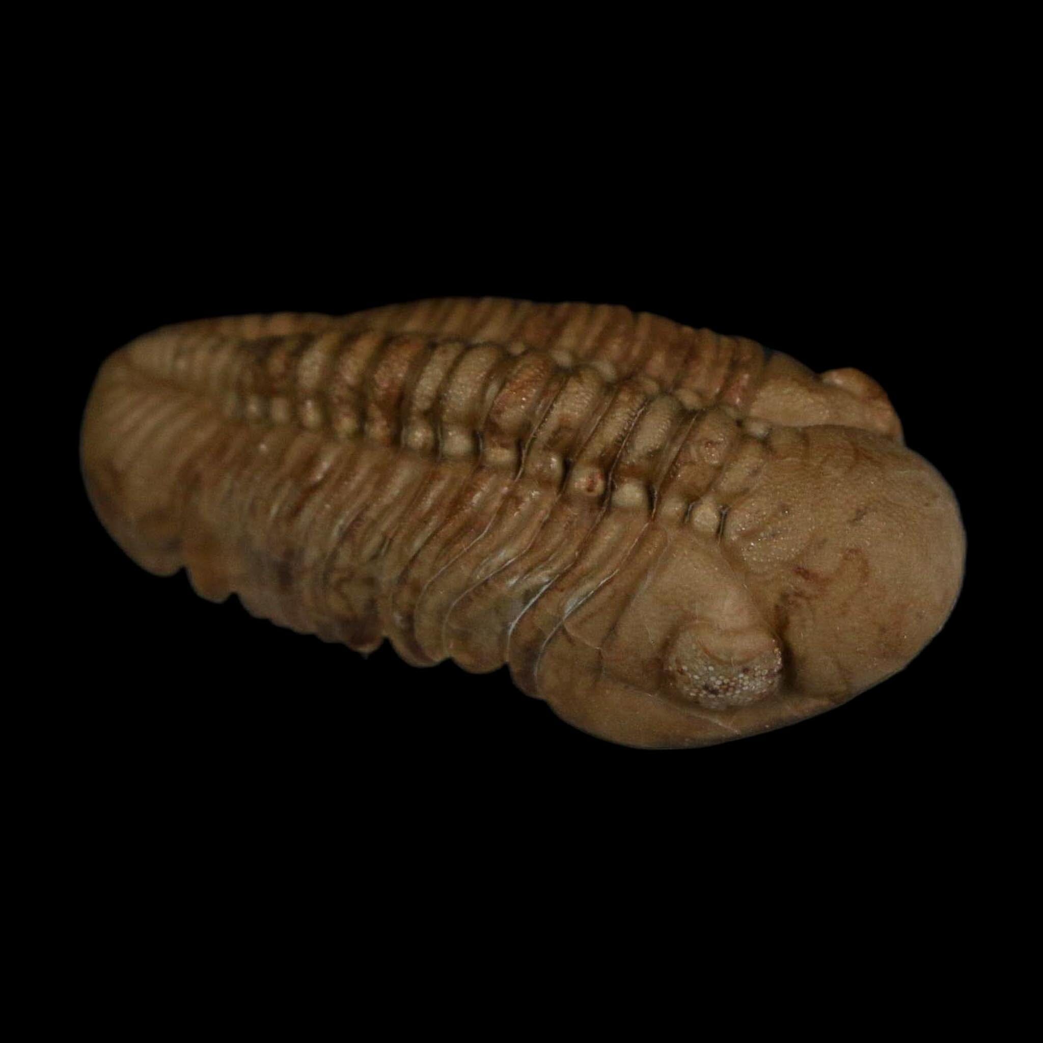 1.7" Kainops Raymodi Trilobite Fossil In Matrix Compound eyes Black Cat Mountain OK - Fossil Age Minerals