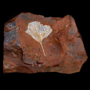 2" Detailed Ginkgo Cranei Fossil Plant Leaf Morton County, ND Paleocene Age COA