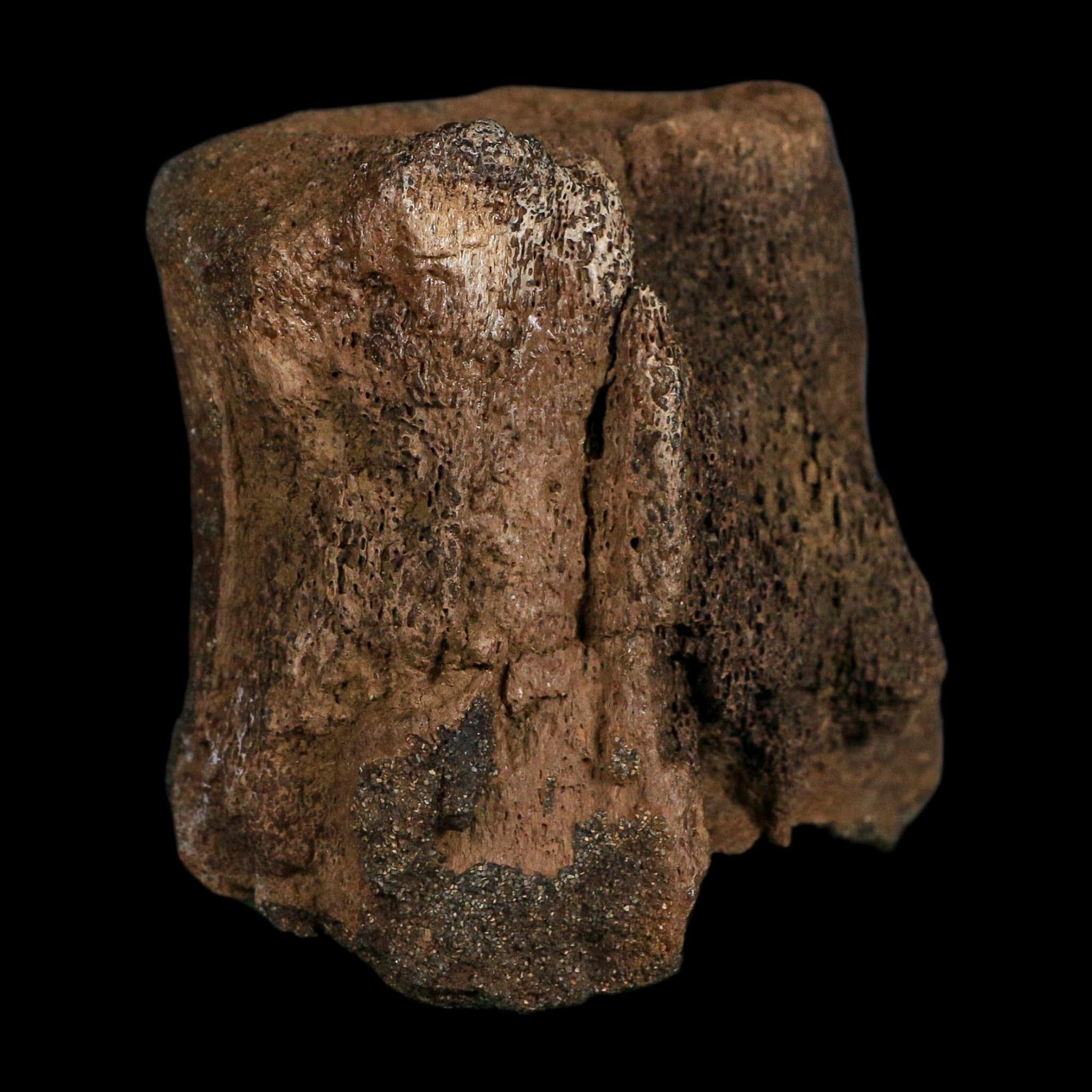 3.4" Edmontosaurus Fossil Vertebrae Hell Creek FM Cretaceous Dinosaur MT COA Stand