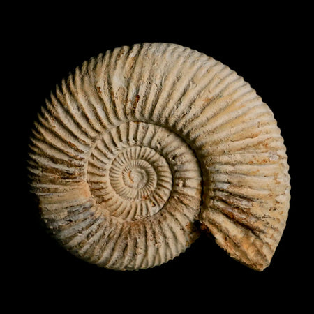 90MM Perisphinctes Ammonite Fossil Nautilus Madagascar Jurassic Age COA