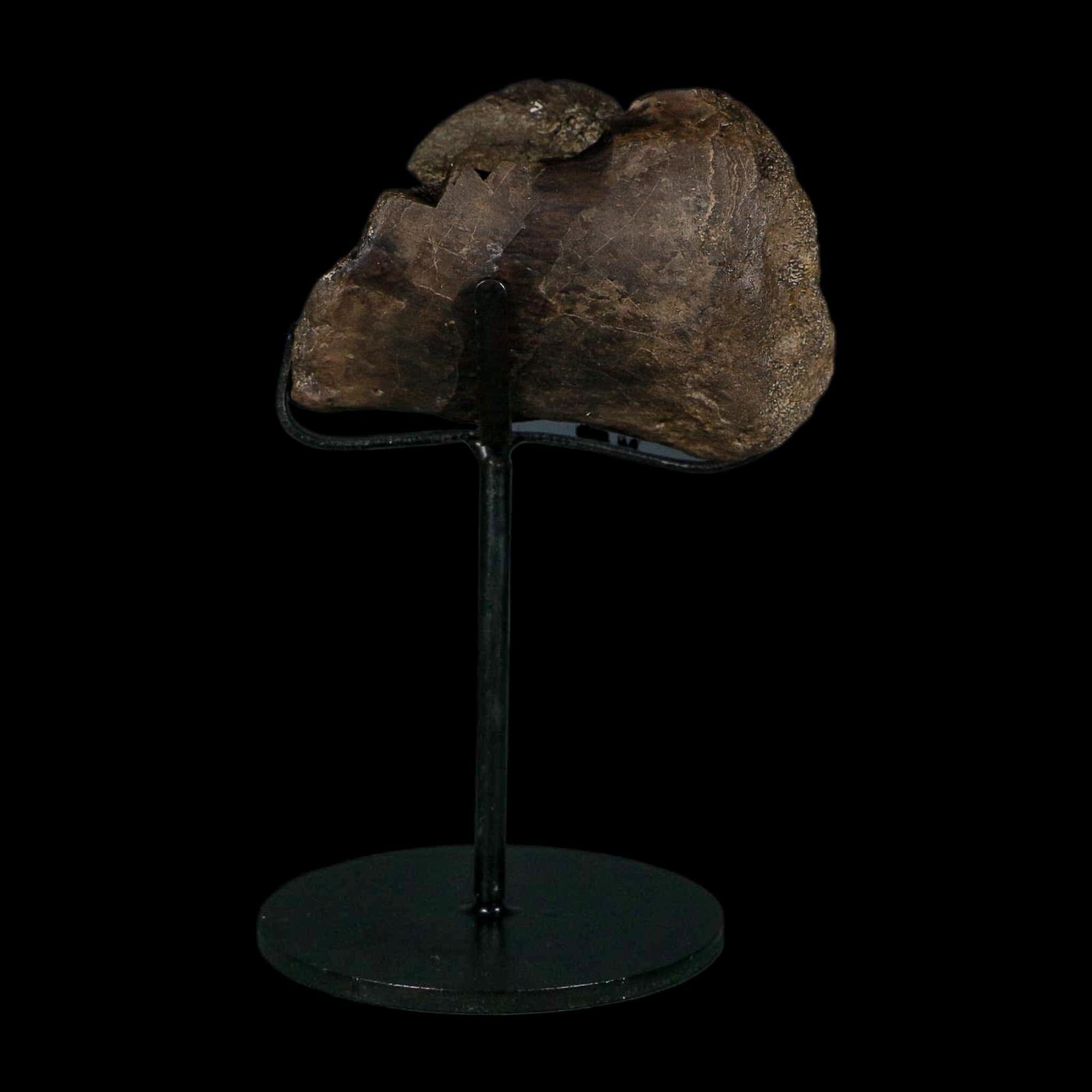 3.4" Stegosaurus Fossil Vertebrae Morrison FM Colorado Jurassic Age Dinosaur COA Stand - Fossil Age Minerals