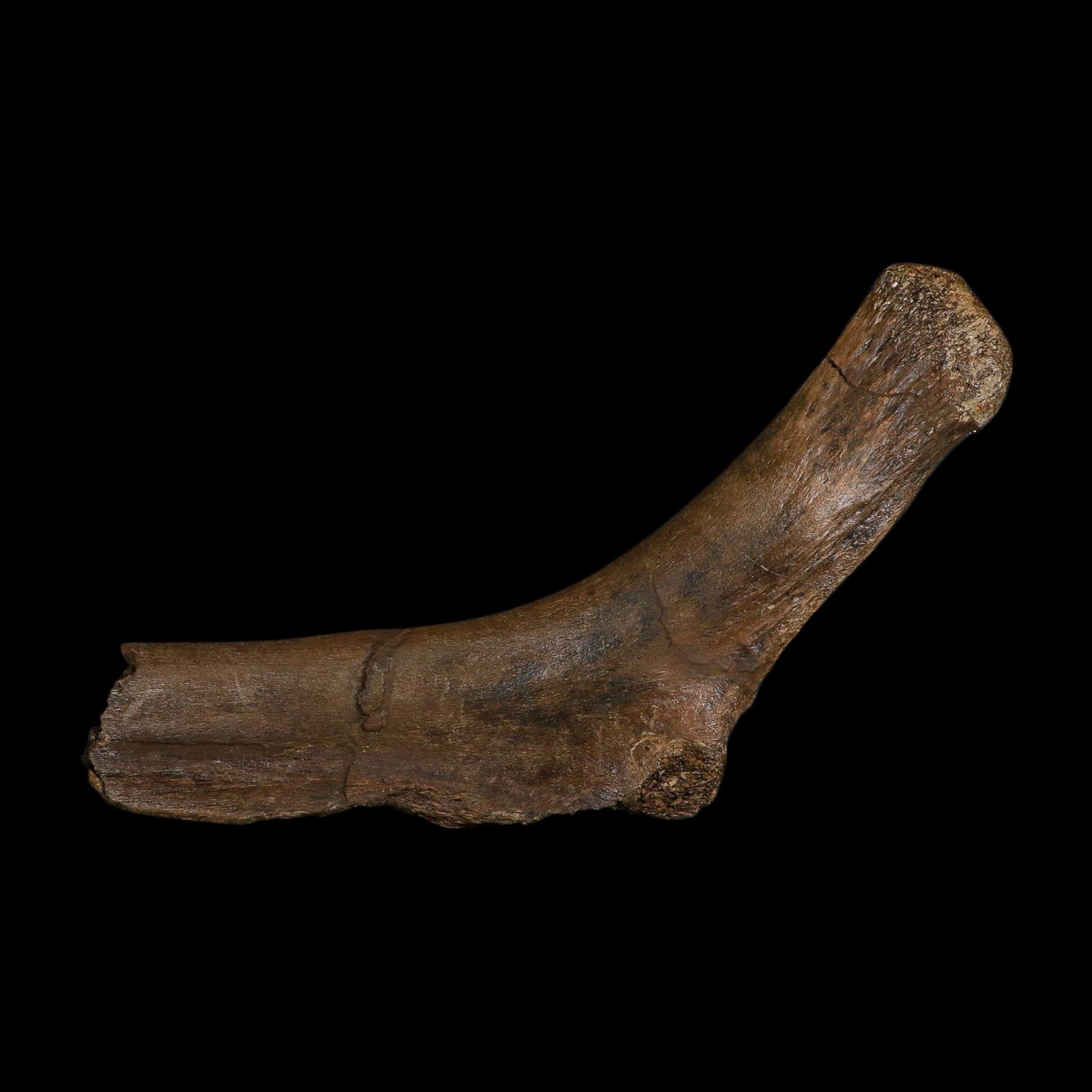 7.5" Hypacrosaurus Dinosaur Fossil Rib Hinge Bone Two Medicine FM Montana COA