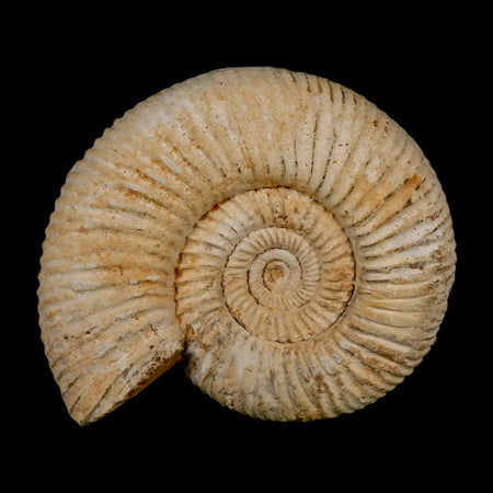 90MM Perisphinctes Ammonite Fossil Nautilus Madagascar Jurassic Age COA