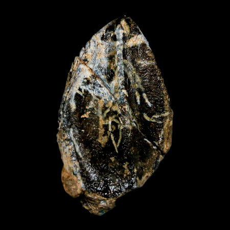 XL 1.1" Triceratops Fossil Crown Tooth Hell Creek FM Cretaceous Dinosaur MT COA Stand