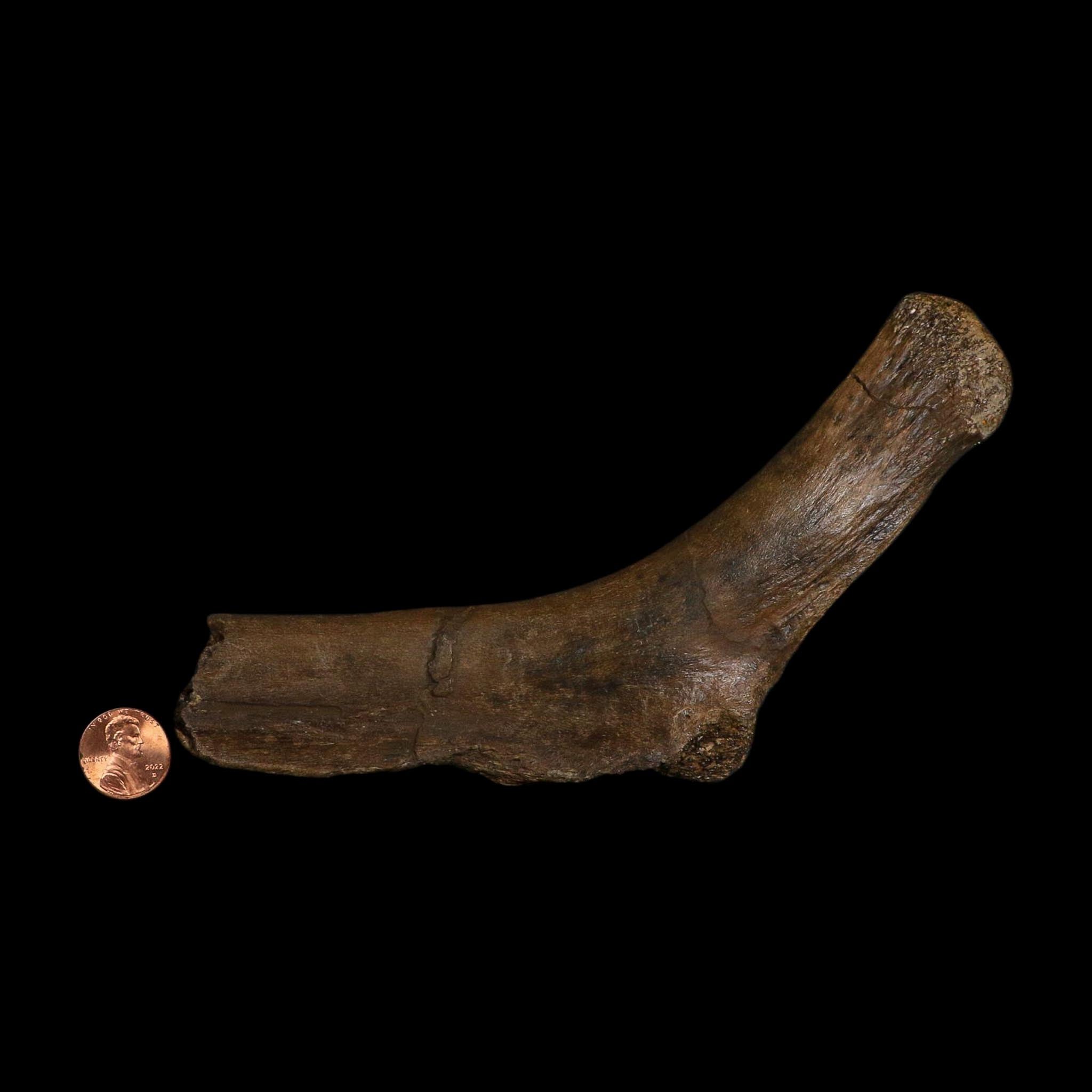 7.5" Hypacrosaurus Dinosaur Fossil Rib Hinge Bone Two Medicine FM Montana COA