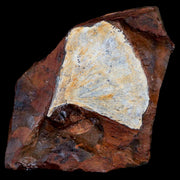 2.4" Detailed Ginkgo Cranei Fossil Plant Leaf Morton County, ND Paleocene Age COA