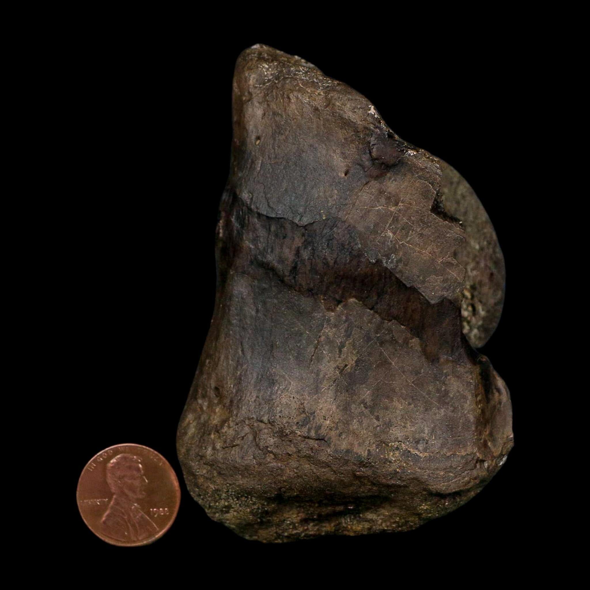 3.4" Stegosaurus Fossil Vertebrae Morrison FM Colorado Jurassic Age Dinosaur COA Stand - Fossil Age Minerals