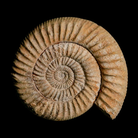 100MM Perisphinctes Ammonite Fossil Nautilus Madagascar Jurassic Age COA