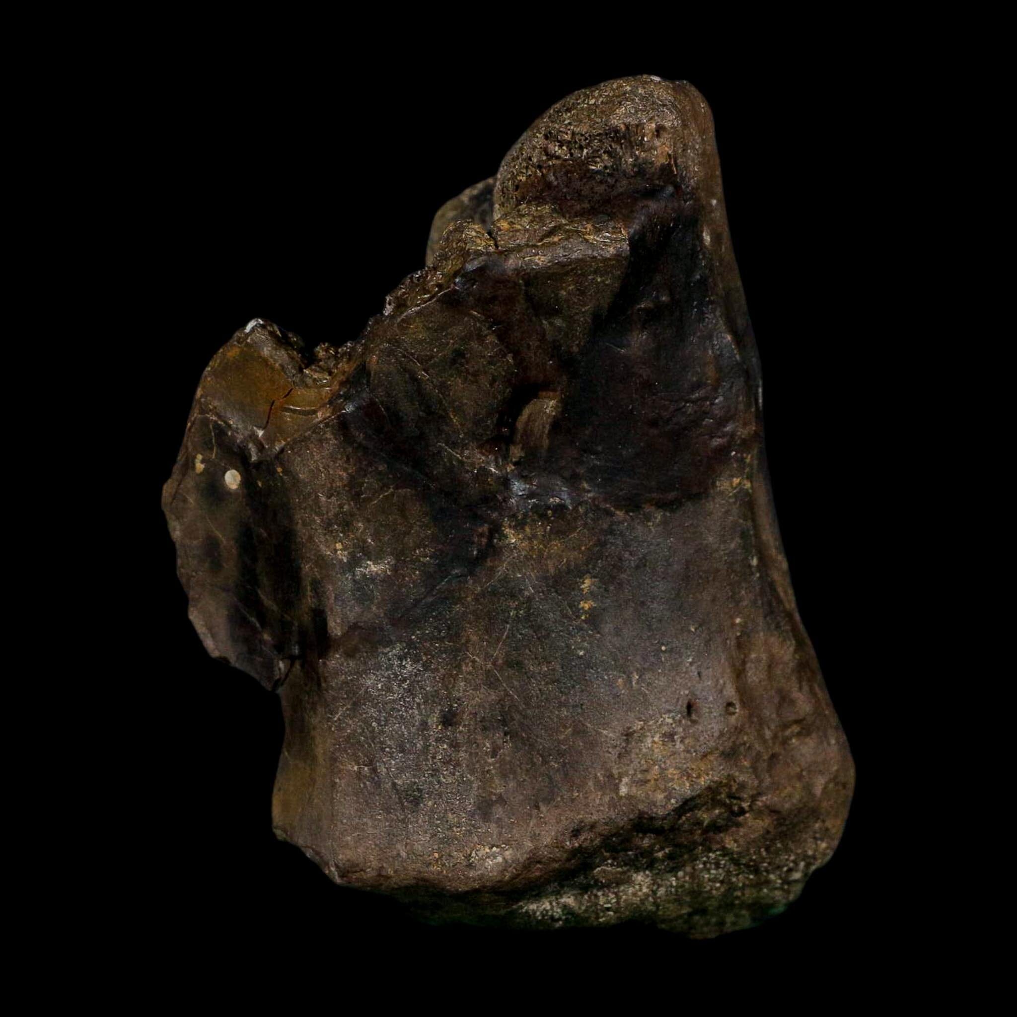 3.4" Stegosaurus Fossil Vertebrae Morrison FM Colorado Jurassic Age Dinosaur COA Stand - Fossil Age Minerals