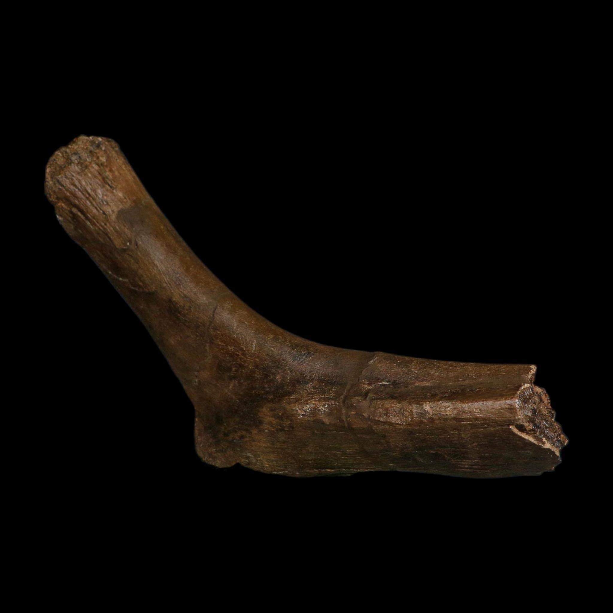 7.5" Hypacrosaurus Dinosaur Fossil Rib Hinge Bone Two Medicine FM Montana COA