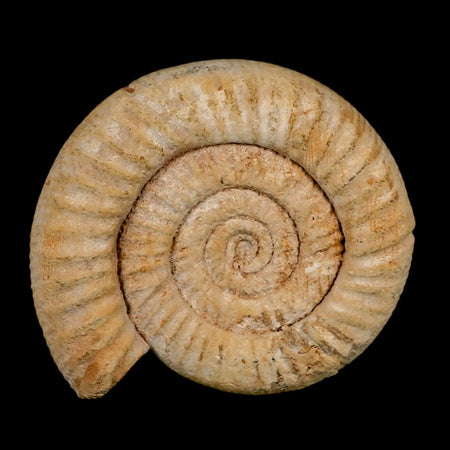 100MM Perisphinctes Ammonite Fossil Nautilus Madagascar Jurassic Age COA