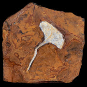 2" Detailed Ginkgo Cranei Fossil Plant Leaf Morton County, ND Paleocene Age COA