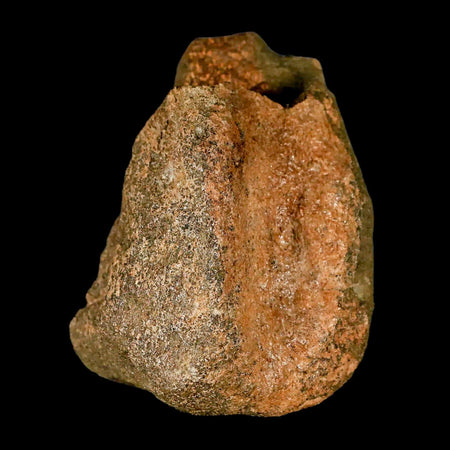 3.4" Edmontosaurus Fossil Toe Bone Lance Creek FM Cretaceous Dinosaur WY COA