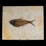 XL 5.4" Diplomystus Dentatus Fossil Fish Green River FM WY Eocene Age COA, Stand