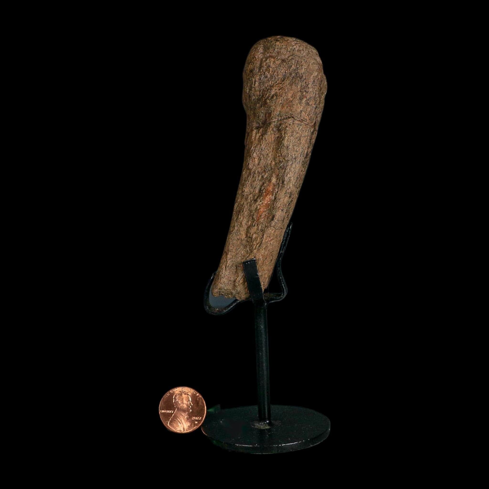 4" Edmontosaurus Fossil Limb Bone Hell Creek FM Cretaceous Dinosaur MT COA Stand