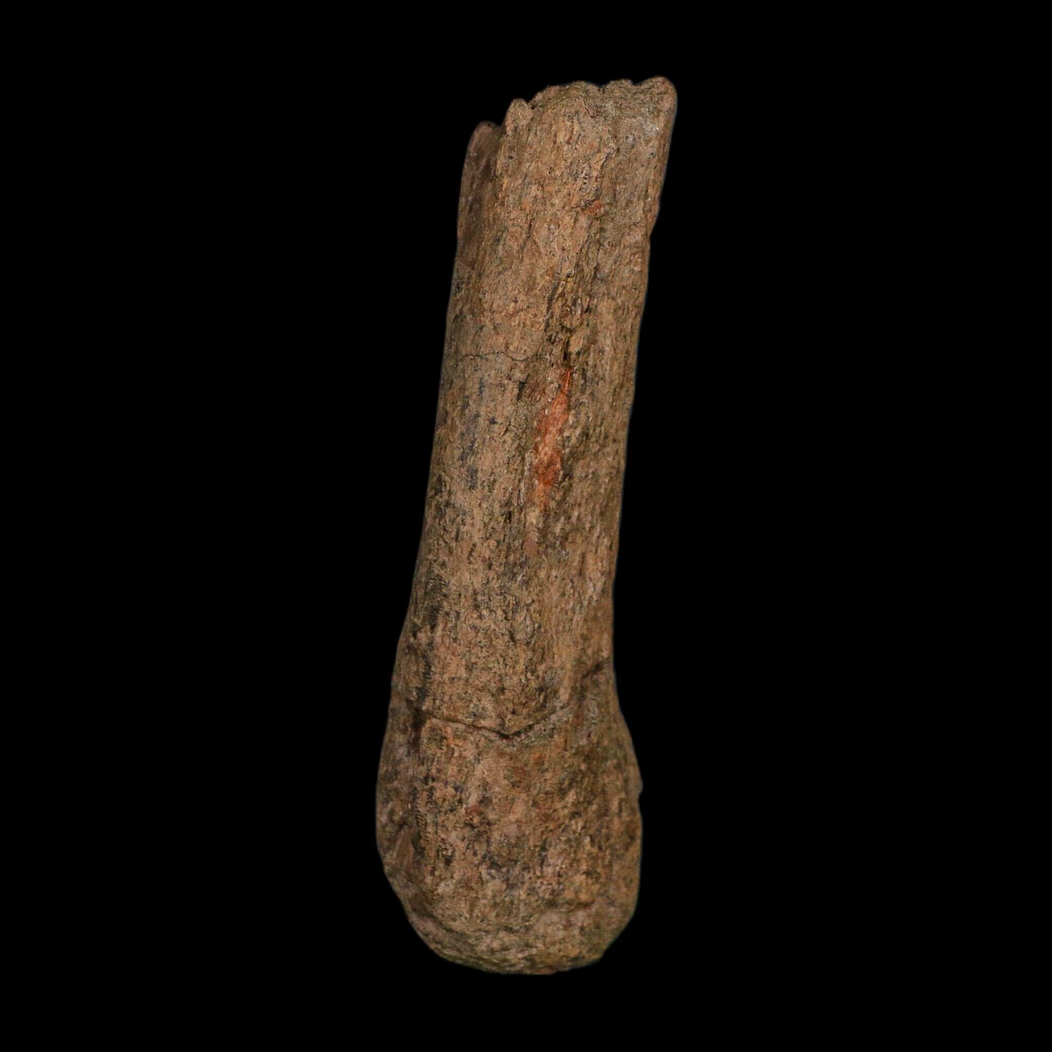 4" Edmontosaurus Fossil Limb Bone Hell Creek FM Cretaceous Dinosaur MT COA Stand