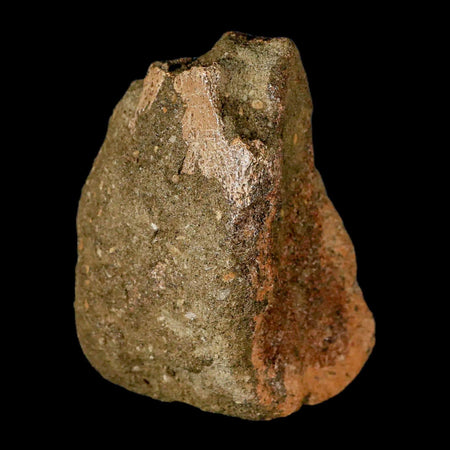 3.4" Edmontosaurus Fossil Toe Bone Lance Creek FM Cretaceous Dinosaur WY COA